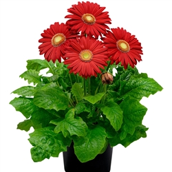 Gerbera Giant Red