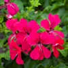 Geranium Reach Out Hot Pink