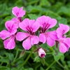 Geranium Reach Out Light Purple