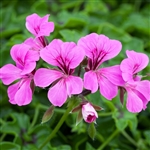 Geranium Reach Out Light Purple