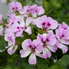 Geranium Reach Out Lilac Bicolour