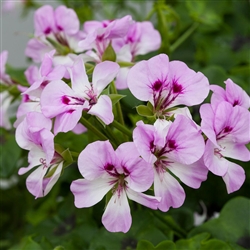 Geranium Reach Out Lilac Bicolour