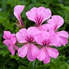 Geranium Reach Out Pink