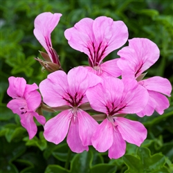 Geranium Reach Out Pink