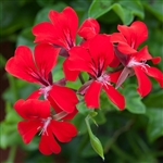 Geranium Reach Out Red