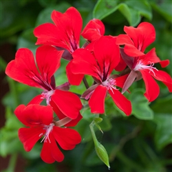 Geranium Reach Out Red