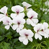 Geranium Reach Out White