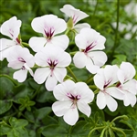 Geranium Reach Out White