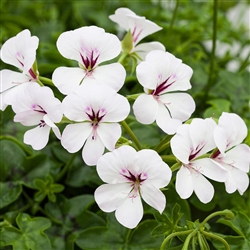 Geranium Reach Out White