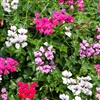 Geranium Reach Out Mix