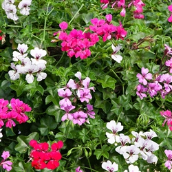 Geranium Reach Out Mix