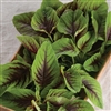 Amaranth Red Calaloo