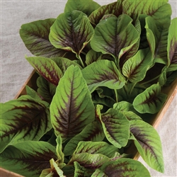 Amaranth Red Calaloo