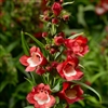 Penstemon Party Bells Red