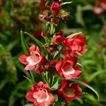 Penstemon Party Bells Red