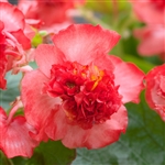 Begonia Fiona Red