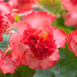 Begonia Fiona Red