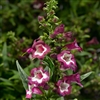 Penstemon Party Bells Violet