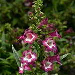 Penstemon Party Bells Violet