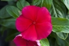 Vinca Blockbuster Dark Red