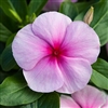 Vinca Blockbuster Icy Watermelon