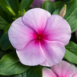 Vinca Blockbuster Icy Watermelon