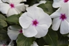 Vinca Blockbuster Peppermint