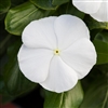 Vinca Blockbuster White