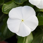 Vinca Blockbuster White