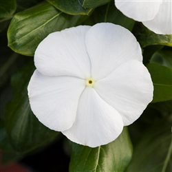 Vinca Blockbuster White