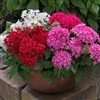 Pentas Bee Bright Mix Pellets