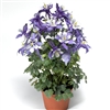 Aquilegia Kirigami Dp Blue/White