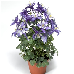 Aquilegia Kirigami Dp Blue/White