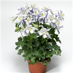 Aquilegia Kirigami Lt Blue/White