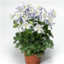 Aquilegia Kirigami Lt Blue/White