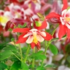 Aquilegia Kirigami Red/White