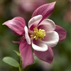 Aquilegia Kirigami Rose/Pink