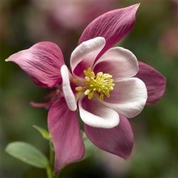 Aquilegia Kirigami Rose/Pink