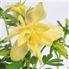 Aquilegia Kirigami Yellow