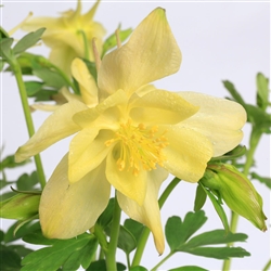 Aquilegia Kirigami Yellow