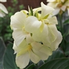 Canna Sth Pacific Ivory
