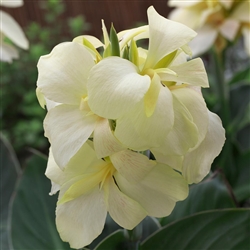 Canna Sth Pacific Ivory