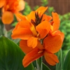 Canna Sth Pacific Orange