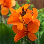 Canna Sth Pacific Orange