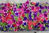 Petunia Limbo Picotee Mix Pellets