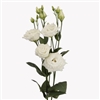 Lisianthus Megalo 3 Mega White Pellets