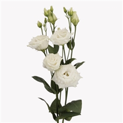 Lisianthus Megalo 3 Mega White Pellets