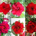 Adenium Dble Red Mix