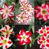 Adenium Single Mixed Star Shape