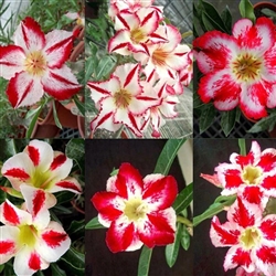 Adenium Single Mixed Star Shape